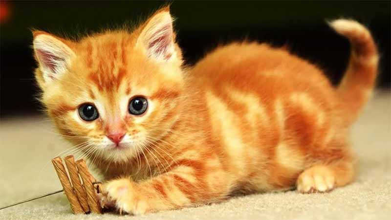 Con mèo số mấy? Giải mã ý nghĩa giấc mơ và con số may mắn dành cho bạn