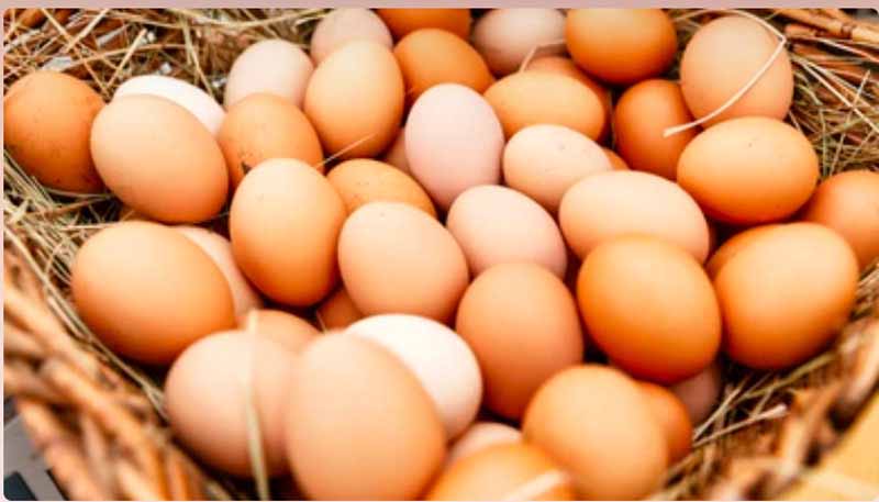 Trứng gà số mấy? Mơ thấy trứng gà báo hiệu điều gì?