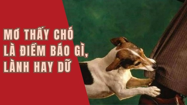 Nằm mơ thấy chó là tốt hay xấu? Nằm mơ thấy chó là tốt hay xấu?