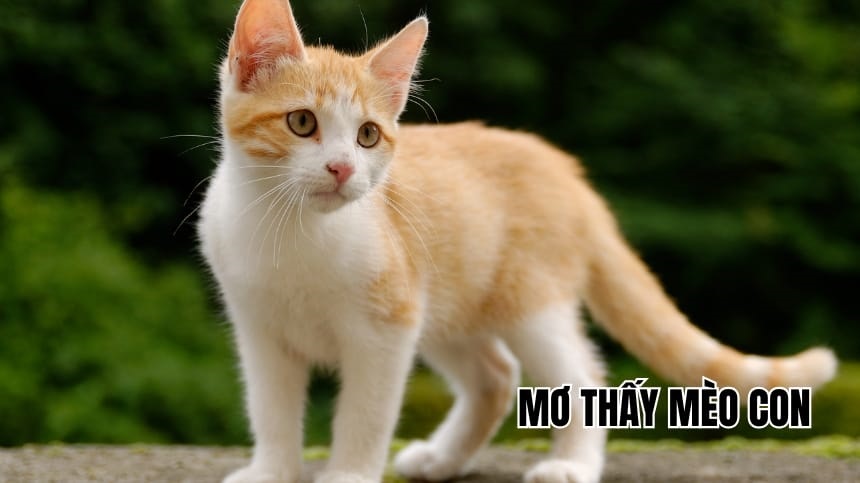 Sổ mơ là gì? Sổ mơ là gì?