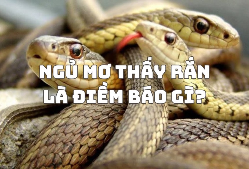 Sổ mơ lô đề con vật Sổ mơ lô đề con vật