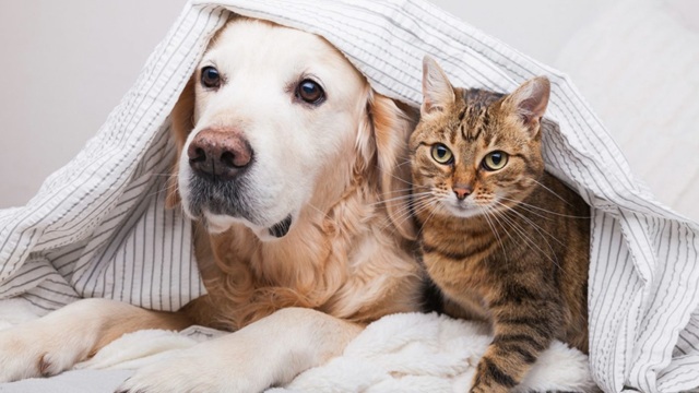Mơ thấy chó mèo trong từng ngữ cảnh sẽ có ý nghĩa khác nhau Mơ thấy chó mèo trong từng ngữ cảnh sẽ có ý nghĩa khác nhau