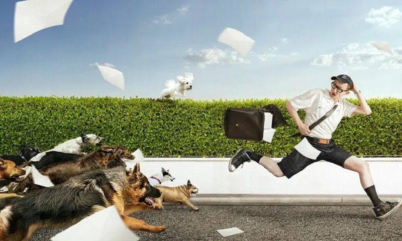 Tổng hợp sổ mơ khi chiêm bao thấy bị chó đuổi Tổng hợp sổ mơ khi chiêm bao thấy bị chó đuổi